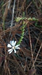 Symphyotrichum walteri
