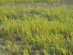 Chenopodium acuminatum virgatum