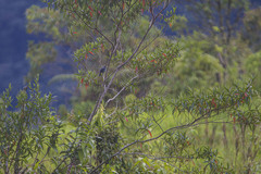 Schistochlamys melanopis
