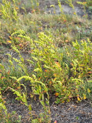 Chenopodium acuminatum virgatum