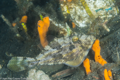 Pseudomonacanthus macrurus