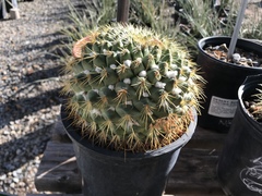 Mammillaria canelensis