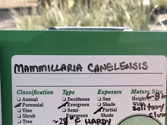 Mammillaria canelensis