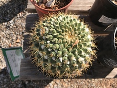 Mammillaria canelensis