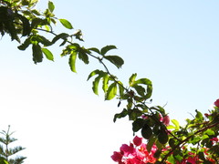 Passiflora edulis edulis