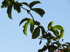 Passiflora edulis edulis