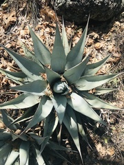 Agave parryi