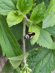 Hemithyrsocera vittata