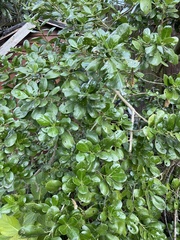 Coprosma baueri