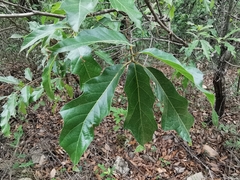 Quercus canbyi