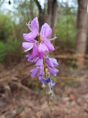 Desmodium platycarpum