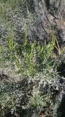 Dicerothamnus