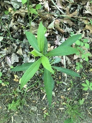 Hybanthus concolor