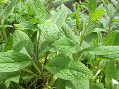 Symphytum tuberosum