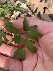 Taenidia integerrima