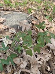 Taenidia integerrima