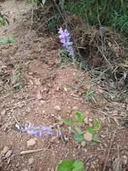 Desmodium platycarpum