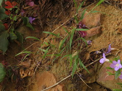 Ehrharta erecta erecta