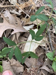 Taenidia integerrima