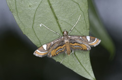 Strepsinoma croesusalis