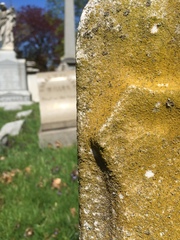 Flavoplaca flavocitrina