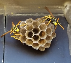 Polistes dominula