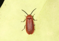 Cyphonocerus sanguineus