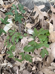 Taenidia integerrima