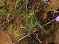 Ehrharta erecta erecta