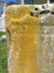 Flavoplaca flavocitrina