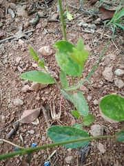 Desmodium platycarpum