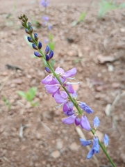 Desmodium platycarpum