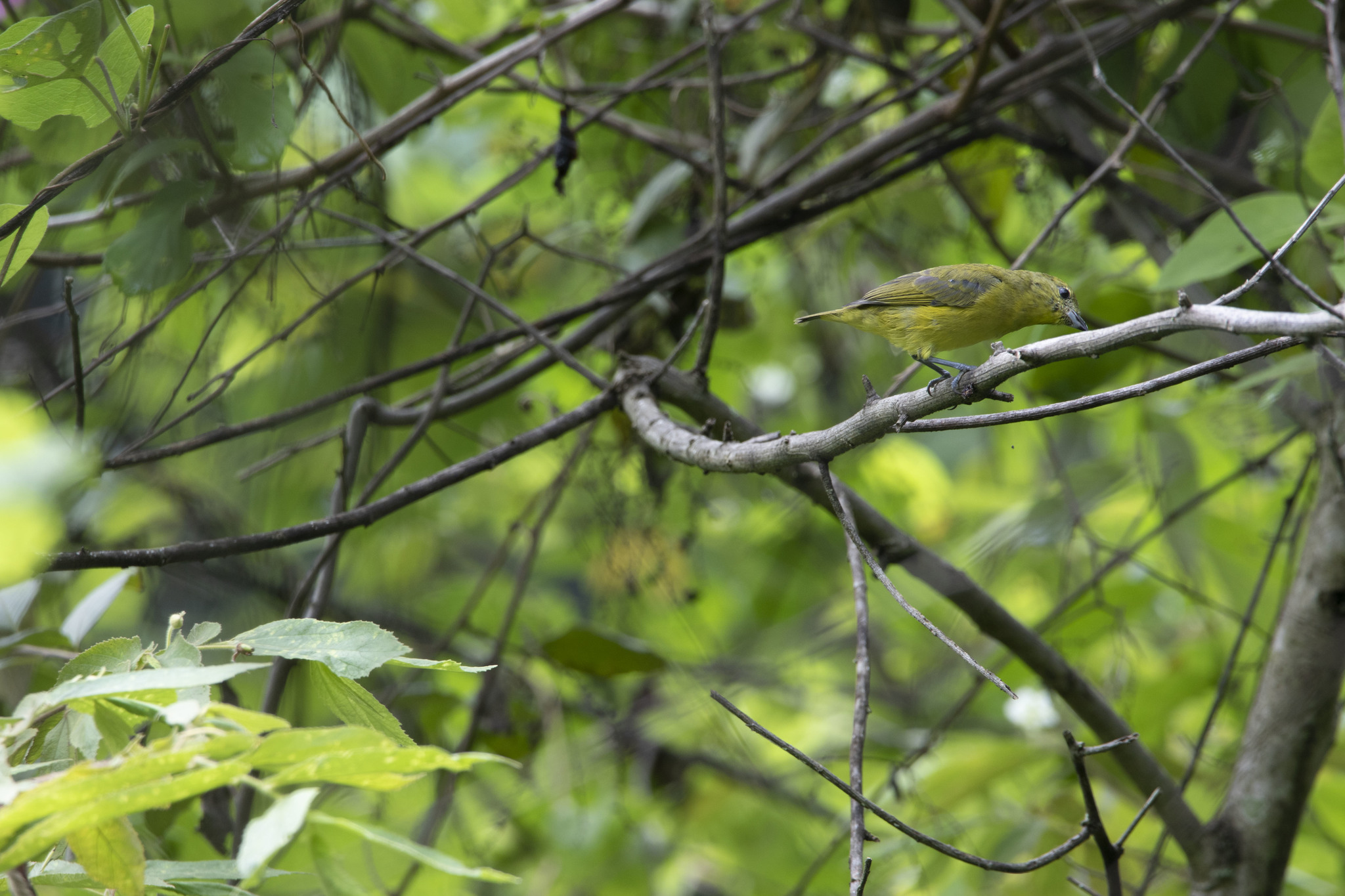 Euphonia image