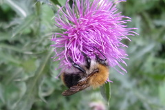 Bombus pascuorum