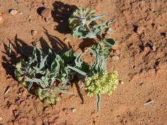 Asclepias macrosperma