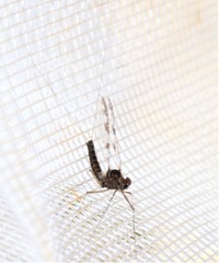 Callibaetis ferrugineus hageni