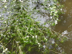 Ranunculus penicillatus