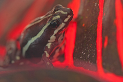 Epipedobates anthonyi