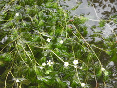 Ranunculus penicillatus