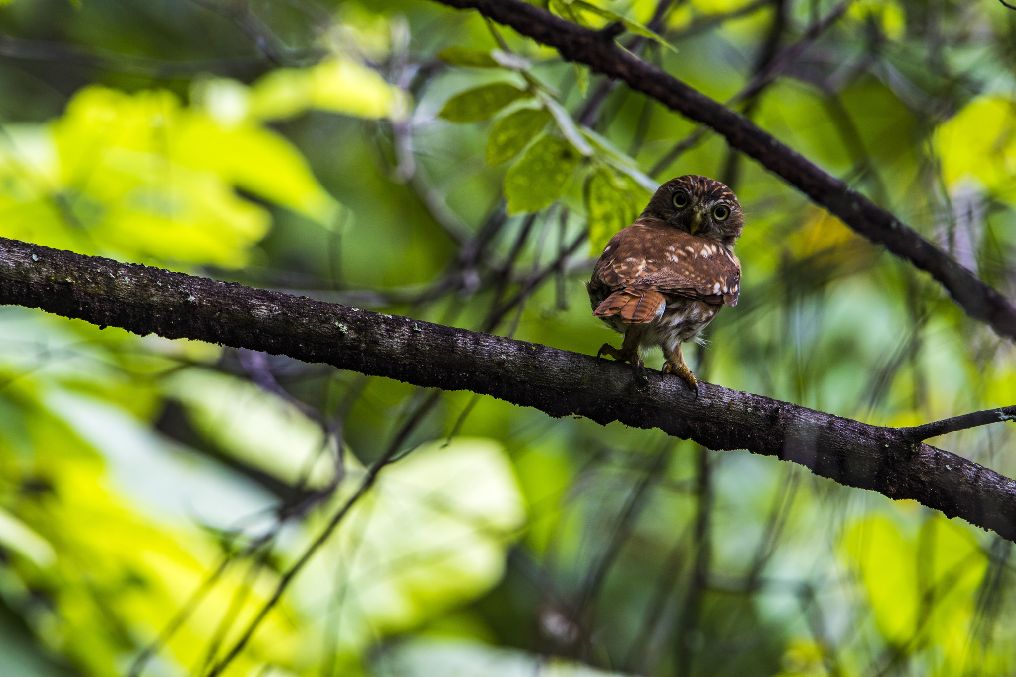 Glaucidium peruanum image