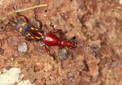 Baryrhynchus poweri