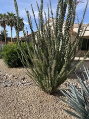 Fouquieriaceae
