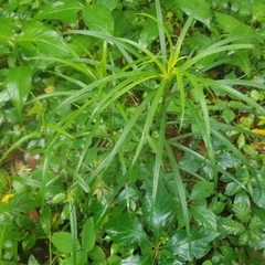 Lilium philippinense