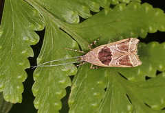 Deltoplastis commatopa