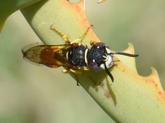 Philanthus triangulum diadema