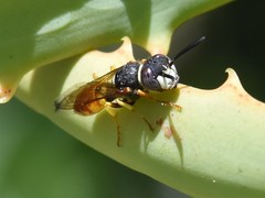 Philanthus triangulum diadema