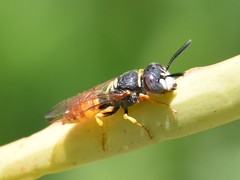 Philanthus triangulum diadema