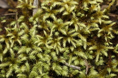 Breutelia pendula