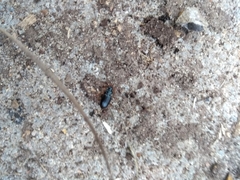Nebriinae