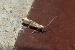 Cameraria quercivorella